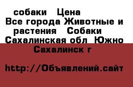 собаки › Цена ­ 2 500 - Все города Животные и растения » Собаки   . Сахалинская обл.,Южно-Сахалинск г.